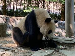 -都江堰中华大熊猫苑