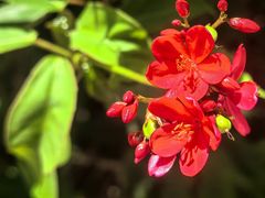 -九龙公园
