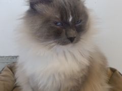 -Cappucimeow猫咪咖啡馆(韦伯时代店)