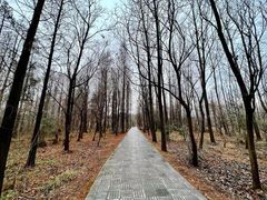 -溱湖国家湿地公园