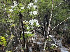 -乡土特色.冷锅鱼.牦牛肉汤锅