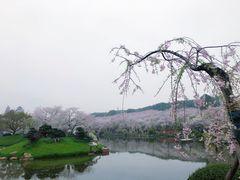 -武汉大学-樱园