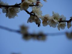 -香雪海