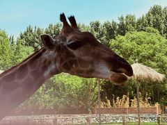 -北京野生动物园