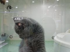 -糯米喵星人·撸猫猫舍咖啡馆(西市场嘉华店)