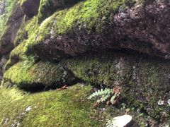-汤旺河林海奇石景区