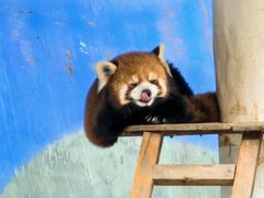 -栾川竹海野生动物园