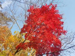 -天女山森林公园