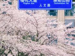 -武汉大学-樱园
