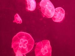 -上海海洋水族馆