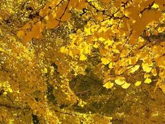 -圆明园遗址公园-藻园门售票处