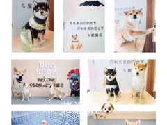 -柴源莊·柴小宠柴犬咖啡
