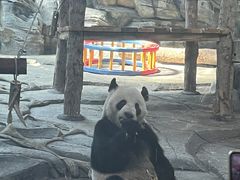 -武汉动物园