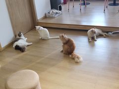 -猫腻·猫咖·撸猫馆(星光大道店)