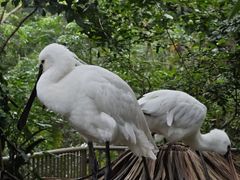 -广州长隆野生动物世界