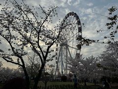 -顾村公园
