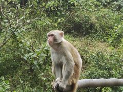 -西双版纳原始森林公园