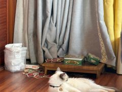-楼上猫咖(罗湖店)