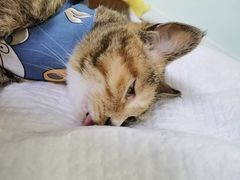 -达爱动物医院·犬猫分区·CT·复杂眼科(远洋山水分院)