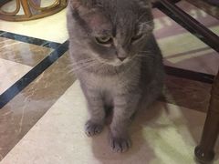 -猫色咖啡·猫咖