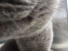 -宠福鑫康馨动物医院·骨科·眼科