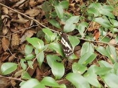 -祁门牯牛降观音堂风景区
