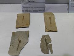 -中国第四纪冰川遗迹陈列馆