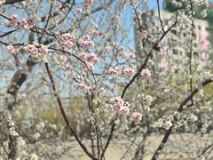 -桃花堤公园