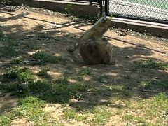 -大连森林动物园