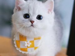 -欣宠猫屋·矮脚拿破仑·蓝金金渐层