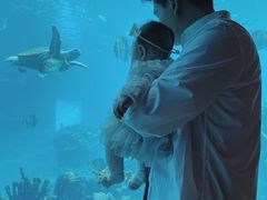 -海棠湾洲际-涛·海底餐厅·美人鱼·自助餐·海底隧道