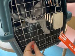 -宠颐生宠物医院·异宠猫科内科·诊疗中心宠巢店