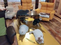 -猫咪咖啡·猫咖(万达广场店)