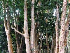 -中国科学院西双版纳热带植物园