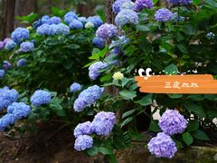 -寂照庵