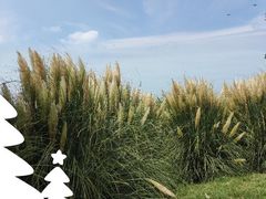 -贡湖湾湿地公园