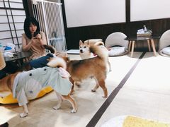 -逗柴咖啡屋·狗咖猫咖宠物桌游
