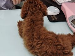 -宠福鑫康馨动物医院·骨科·眼科