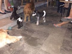 -百好乐宠物友好餐厅(朝外大街店)