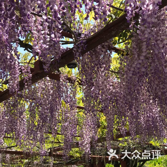 嘉定紫藤園圖片-北京公園-大眾點評網