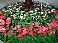 -北京植物园-展览温室