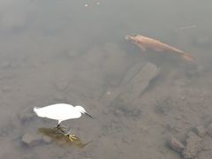 -名古屋城