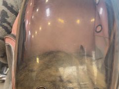 -瑞派紫金宠物医院24小时·骨科·中兽医·重症转诊中心(番禺大石院)