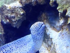 -芜湖新华联大白鲸海洋公园