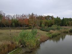-上海长兴岛郊野公园