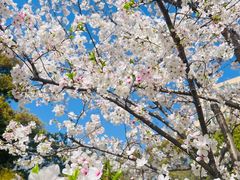 -徐家汇源景区-衡山公园