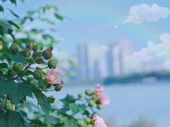-金银湖国家城市湿地公园