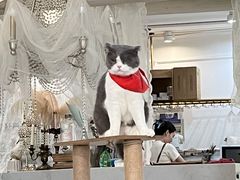 -共舞时光猫咖·狗咖(新街口店)