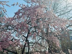 -桃花堤公园