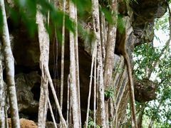 -中国科学院西双版纳热带植物园